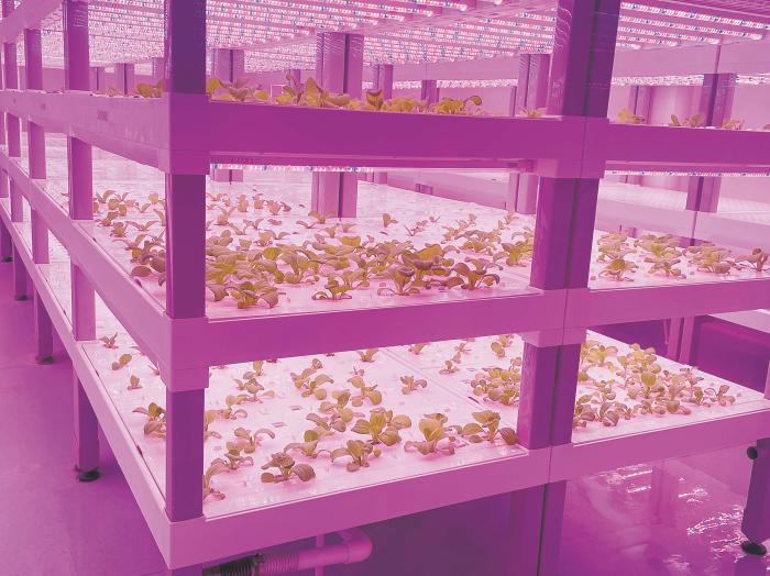 在物美植物工廠里，通過LED燈的照射，蔬菜散發(fā)勃勃生機(jī)。受訪者供圖